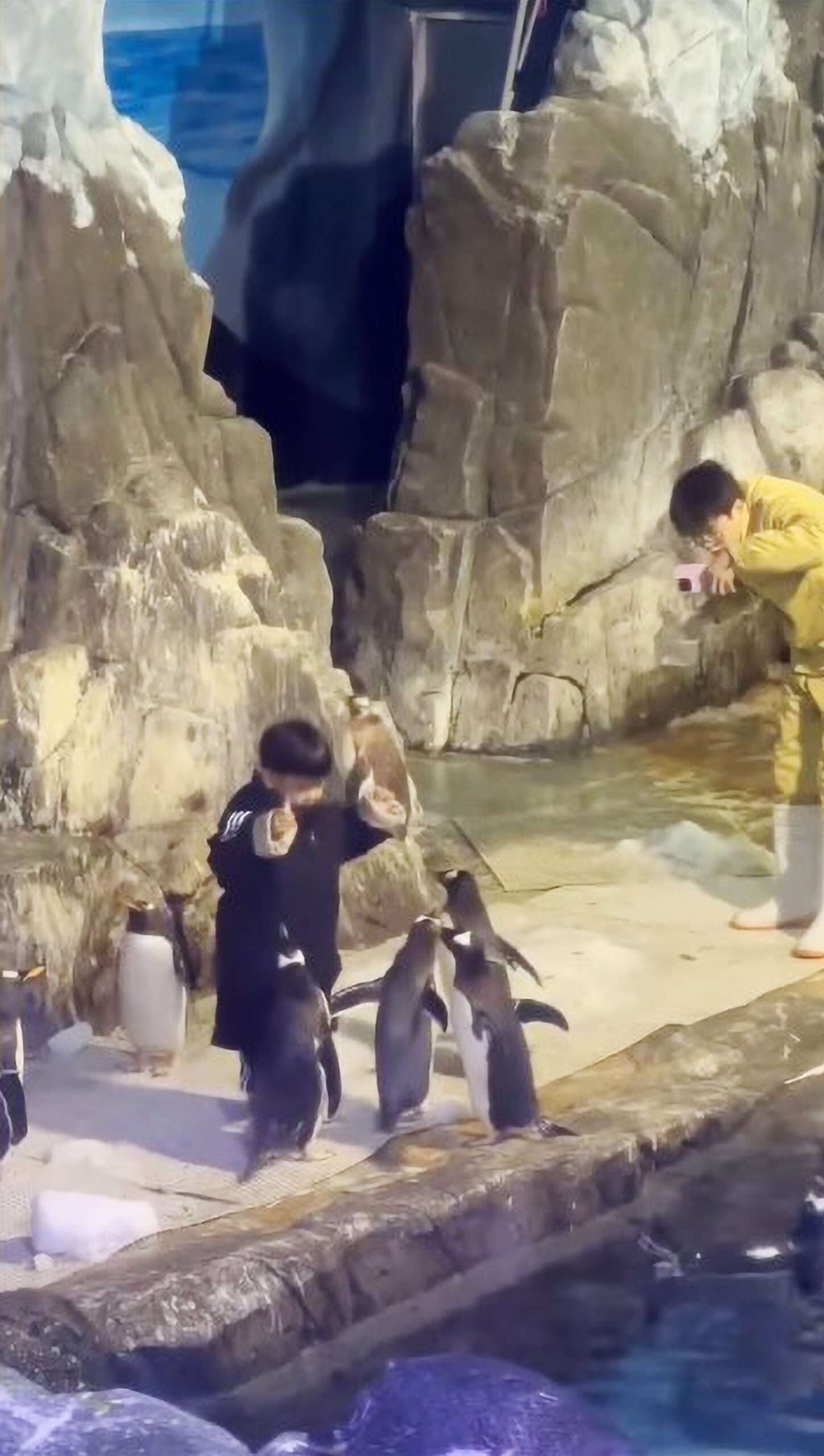 Read more about the article Hilarious Moment Child Feeding Fish To Penguins Jumps Into Pool For A Dip