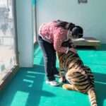 Rare Siberian Tiger Extends Its Paws For Hug Following Jab From Caretaker