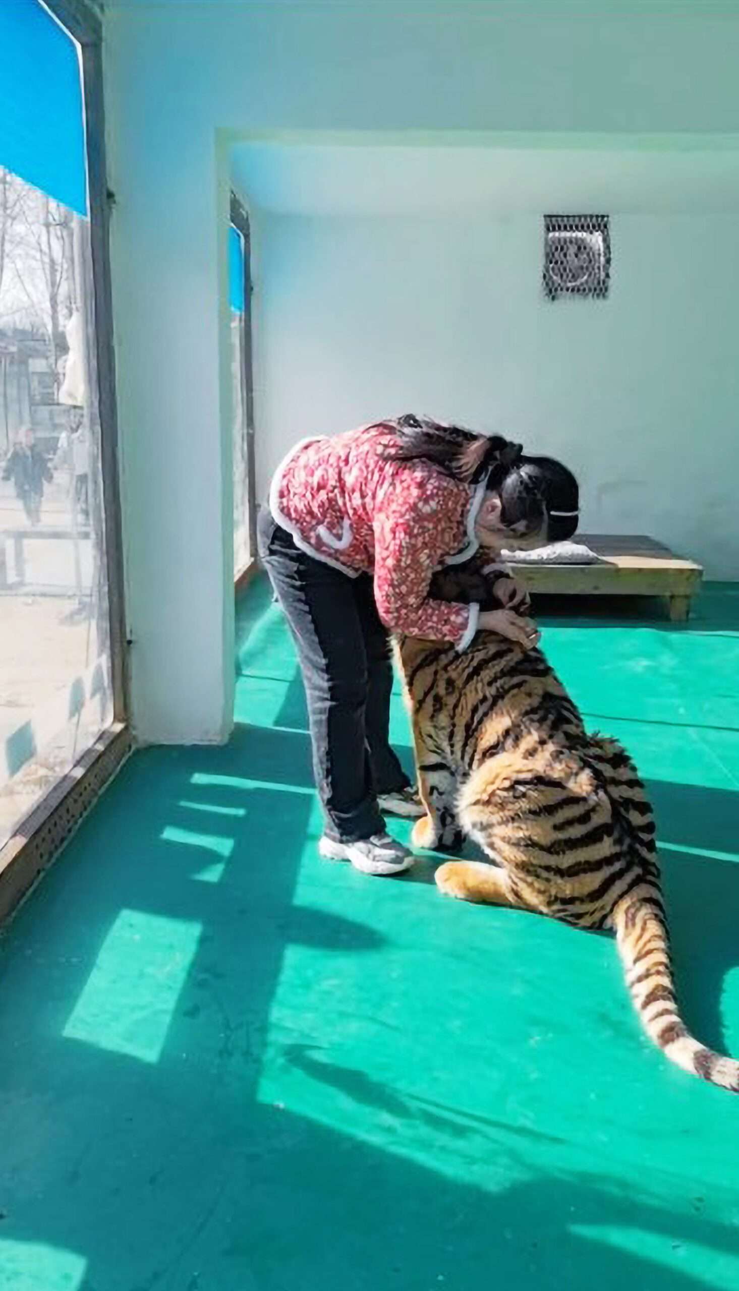 Read more about the article Rare Siberian Tiger Extends Its Paws For Hug Following Jab From Caretaker
