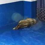 Precious Moment Chinese Zoo Welcomes Newborn Baby Spotted Seal