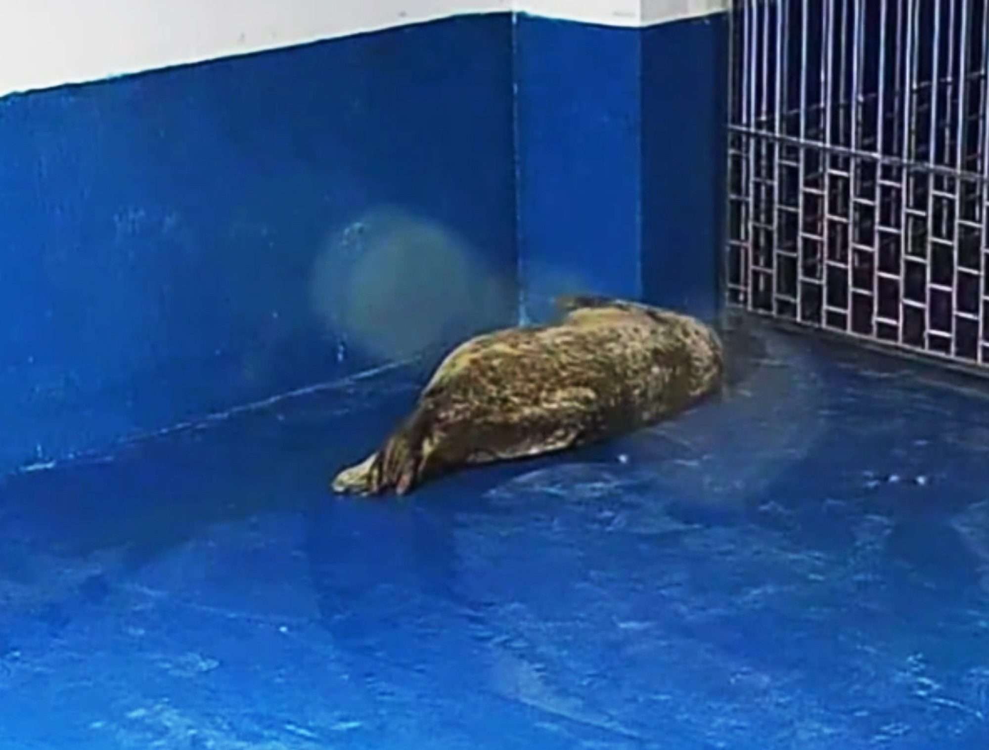 Read more about the article Precious Moment Chinese Zoo Welcomes Newborn Baby Spotted Seal