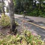 Too Fast Cyclist Runs Over Monitor Lizard