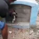 Courageous Citizens Free Dog Trapped In Tomb For Days As Officials Fail…