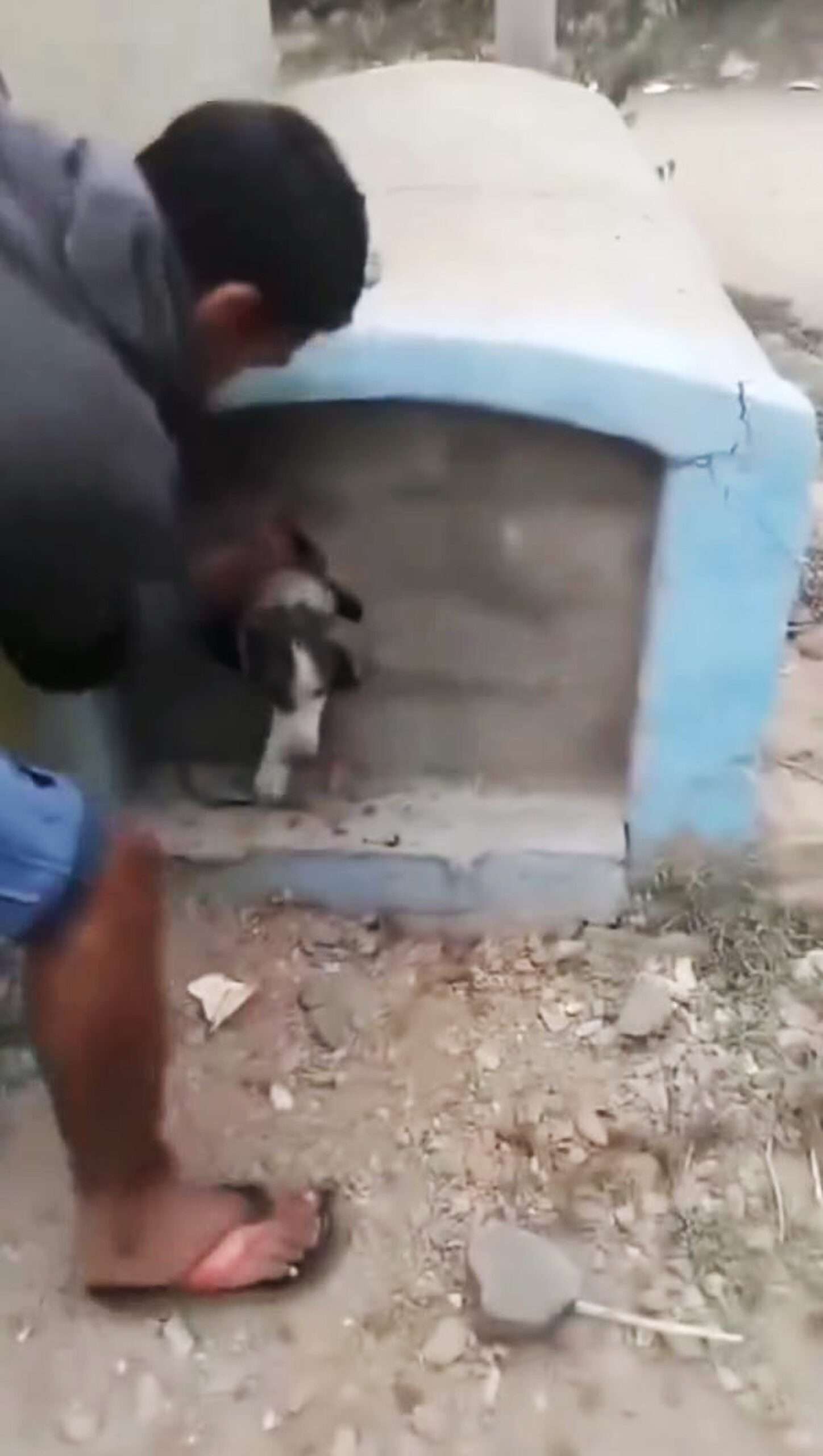 Read more about the article Courageous Citizens Free Dog Trapped In Tomb For Days As Officials Fail To Act