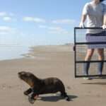 Sea Lion Rescued After Being Injured By Fishing Wire Wrapped Around Neck…