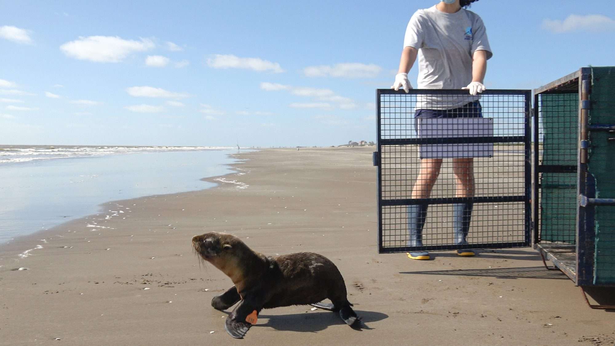 Read more about the article Sea Lion Rescued After Being Injured By Fishing Wire Wrapped Around Neck Returns To Sea