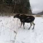 Moment Huge Elk That Fell Through Ice With Calf Is Rescued