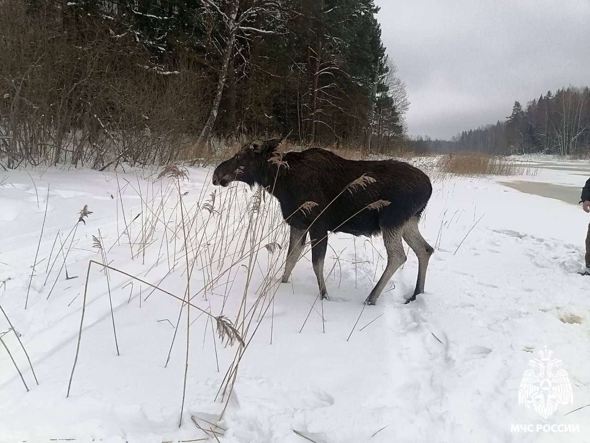 Read more about the article Moment Huge Elk That Fell Through Ice With Calf Is Rescued