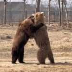 Two Brown Bears Wrestle Over Carrot Before A Third One Intervenes To…