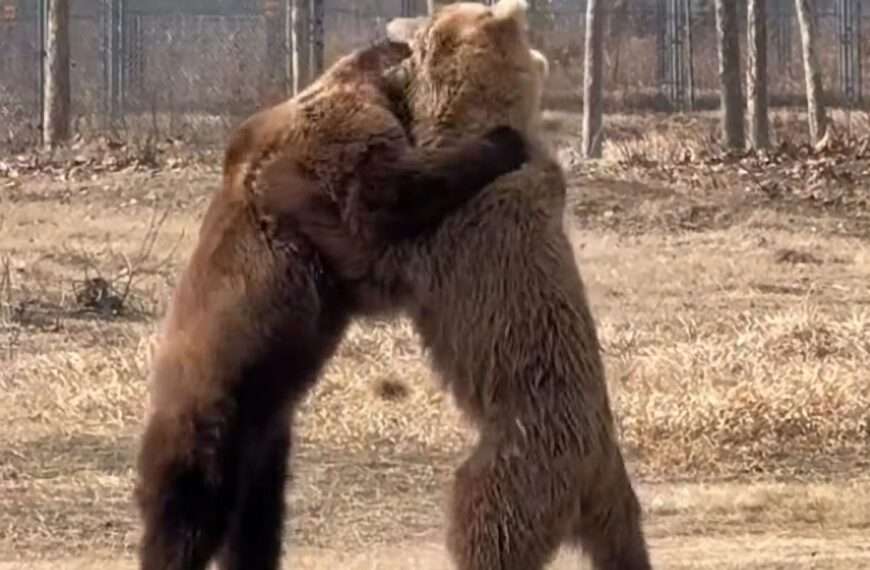 Two Brown Bears Wrestle Over Carrot Before A Third One Intervenes To Break Them Up