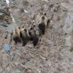 Tibetan Bears Pick Up Climbing Pace After Hyped Female Tourist Starts Yelling…