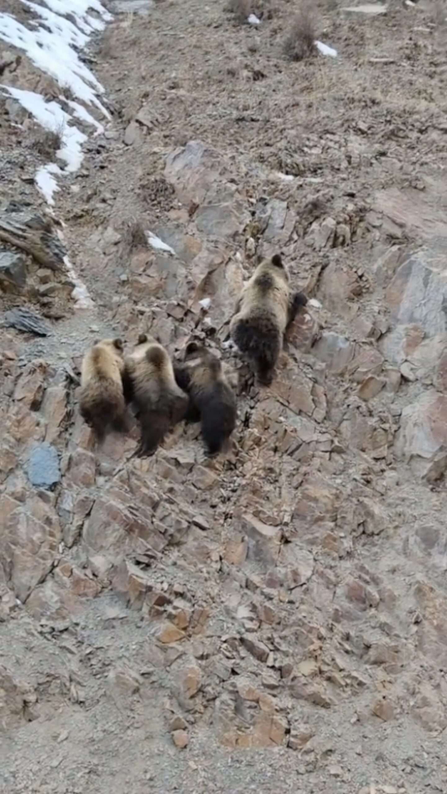 Read more about the article Tibetan Bears Pick Up Climbing Pace After Hyped Female Tourist Starts Yelling At Them