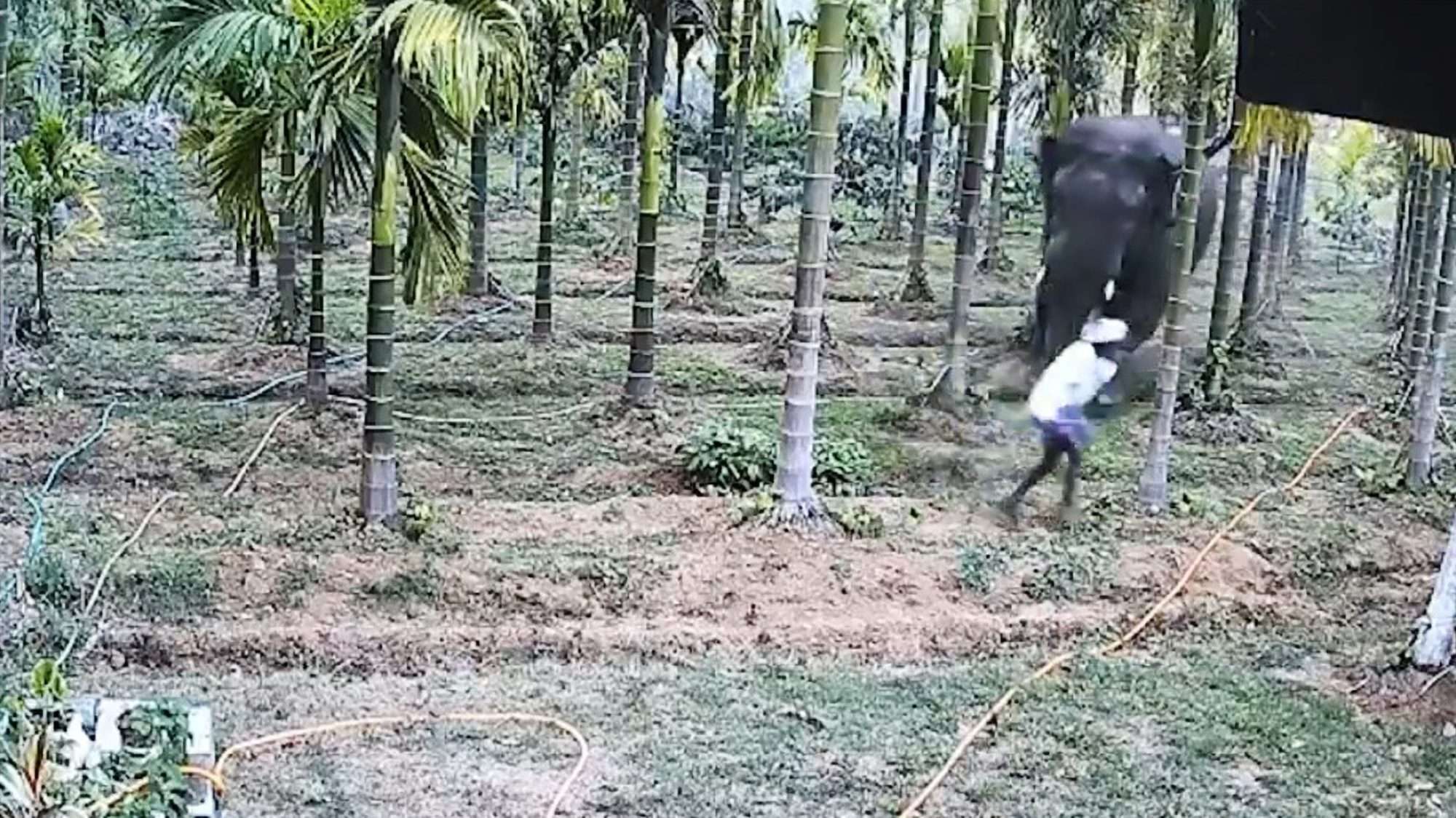 Read more about the article Terrified Farmer Hides Under Car To Escape Wild Elephant Attack