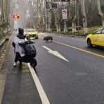 Group Of Wild Boars Astonish Motorists As They Line Up To Cross…