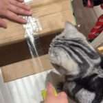 Adorable Cat Becomes Package-Wrapping ‘Assistant’ At Pet Store
