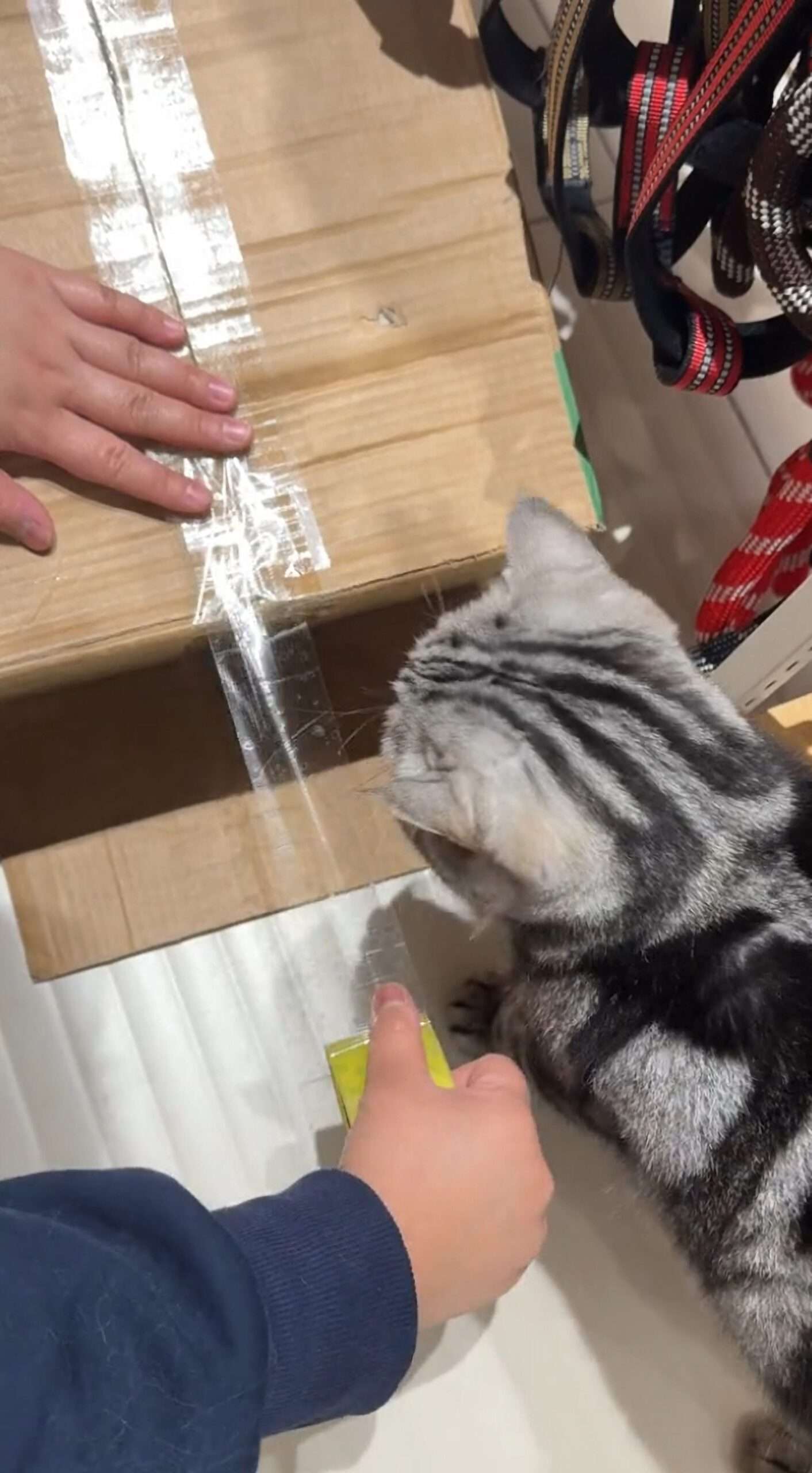 Read more about the article Adorable Cat Becomes Package-Wrapping ‘Assistant’ At Pet Store