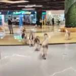 Over 100 Huskies Stage Collective Escape And Run Wild in Shopping Centre…
