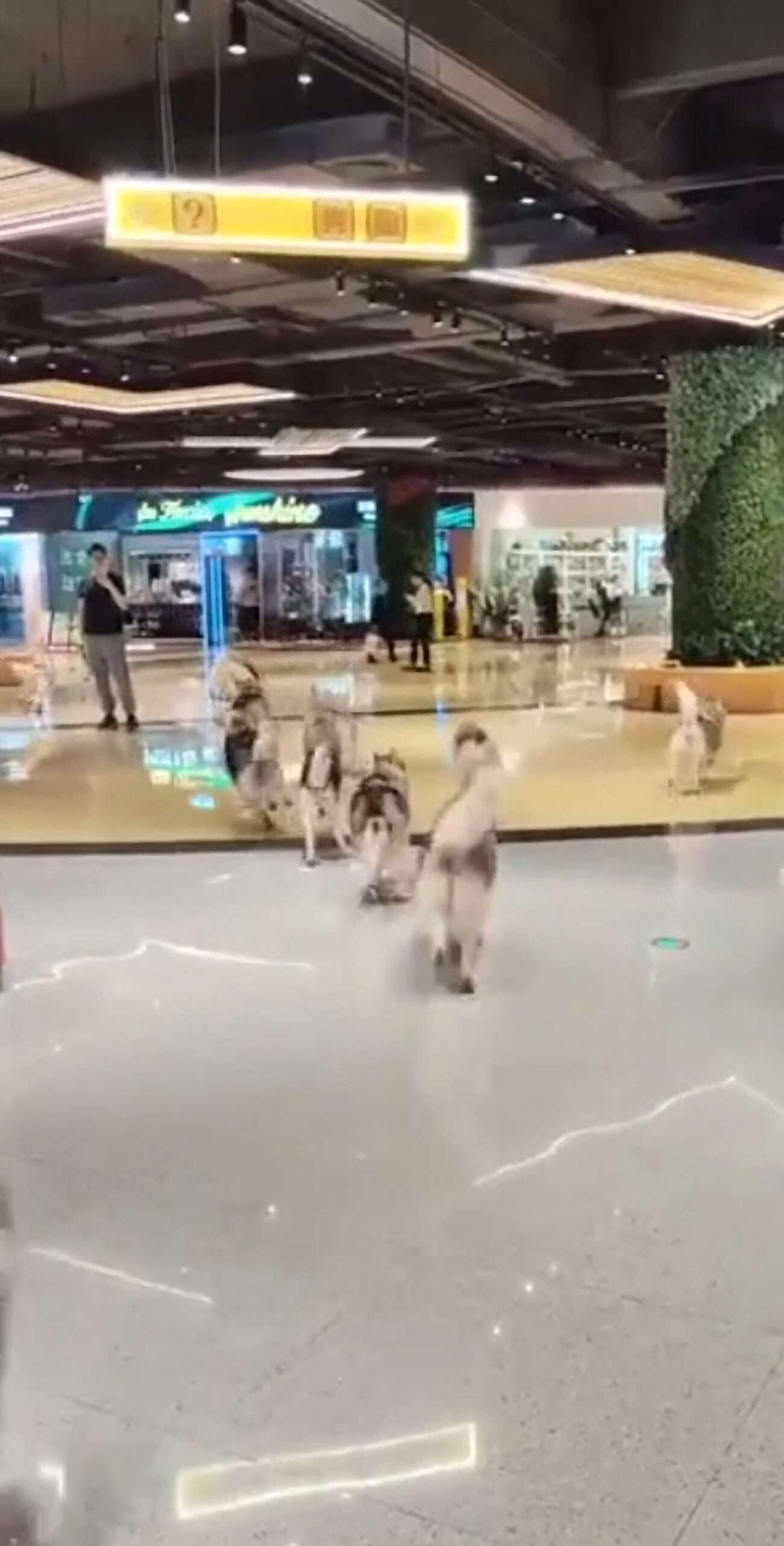 Read more about the article Over 100 Huskies Stage Collective Escape And Run Wild in Shopping Centre As Guest Accidentally Opens Dog Cafe Door