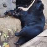 Fat Bear Lies On Its Back Feasting On Treats As Zoo Visitors…