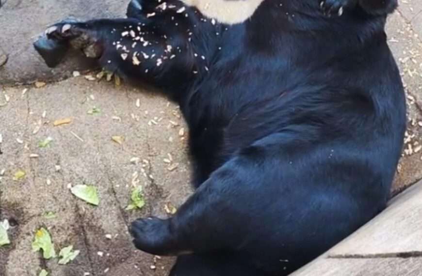 Fat Bear Lies On Its Back Feasting On Treats As Zoo Visitors Drop Food Right Into Its Open Mouth
