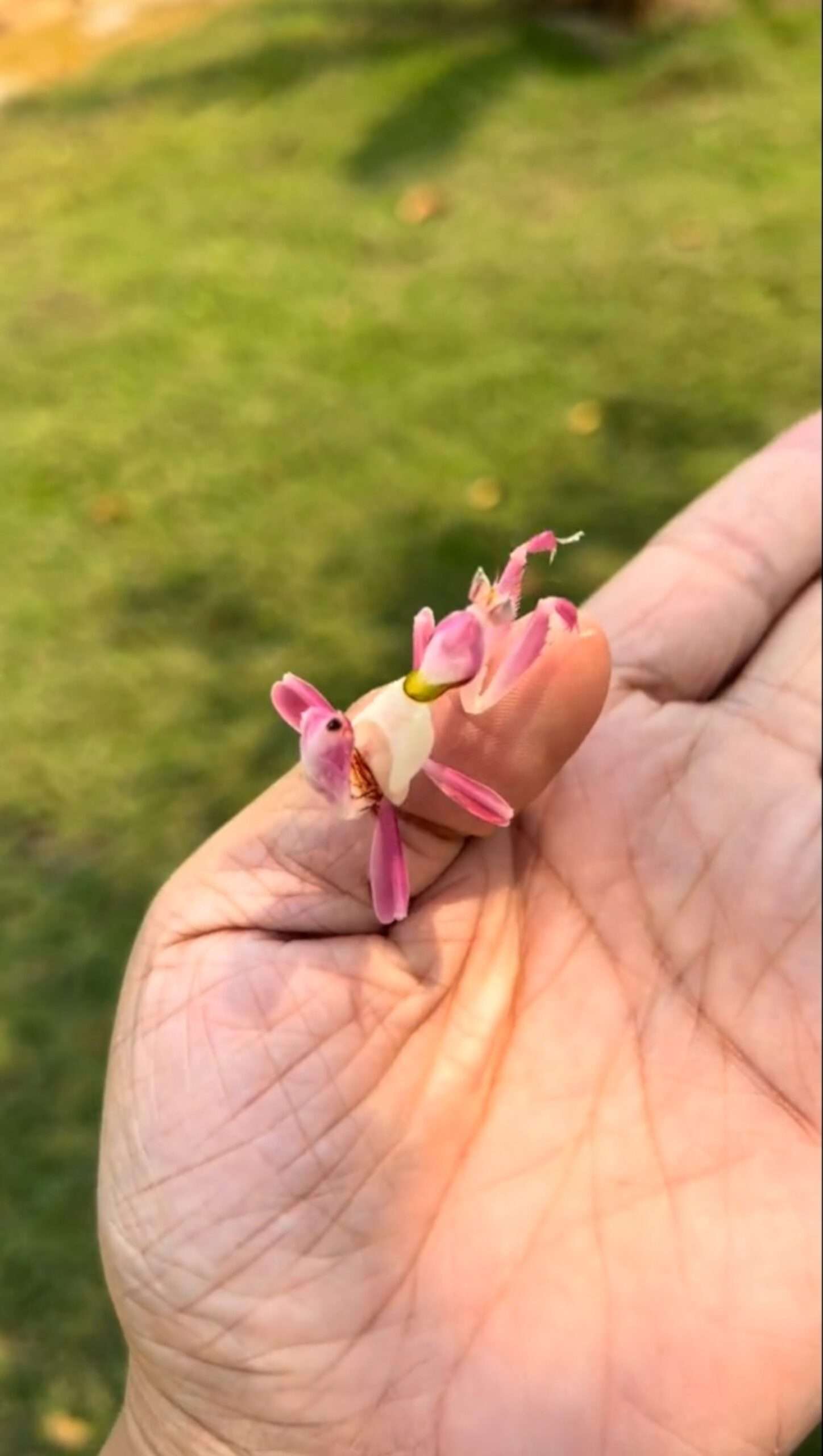 Read more about the article Mesmerising Moment Vibrant Orchid Mantis Delicately Moves On Individual’s Palm