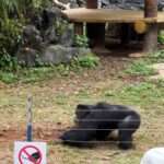 Furious Female Gorilla Digs Up Pieces Of Turf From Ground And Hurls…