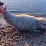 Stranded Baby Seal Rescued By Police And Wildlife Experts After Repeated Returns…
