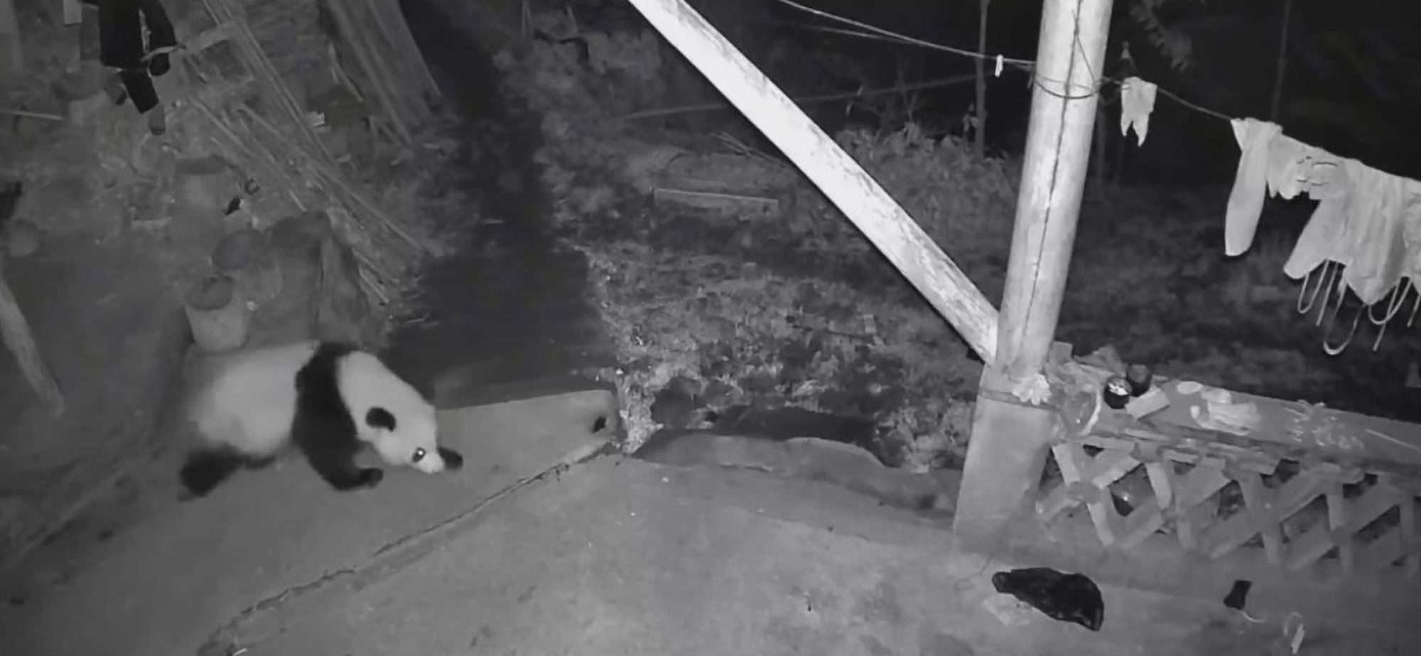 Read more about the article Curious Giant Panda Strolls Around Family’s Home Overnight To Find Munchies