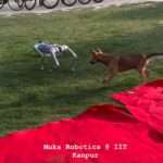 Curious Stray Pup Plays With Robot Dog At Tech Festival On University…