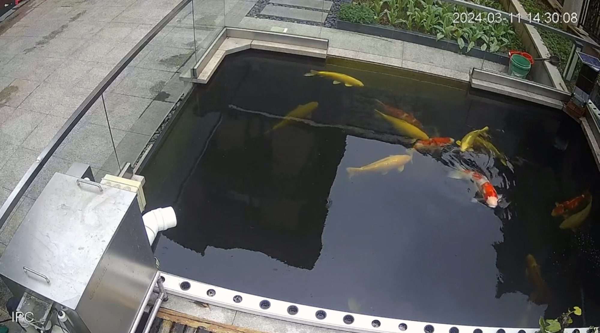 Read more about the article Moment Koi Fish Suddenly Breaks Out In ‘Dance’ Around Pond’s Surface In Viral Video