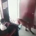 Quick-Thinking 12-Year-Old Boy Locks Leopard Inside Room After It Suddenly Walks In