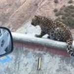 Forest Ranger Honks At Leopard To Move Away From Side Of Road…