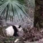 Man Gets Excited Over Rare Encounter With Giant Panda At Doorstep