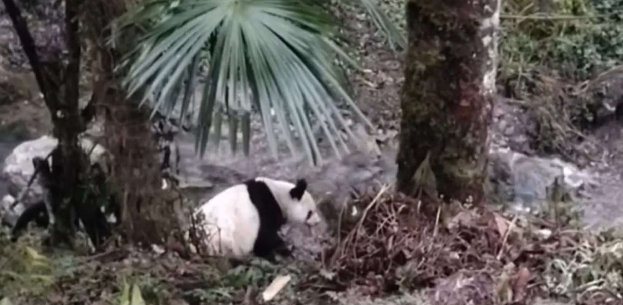 Read more about the article Man Gets Excited Over Rare Encounter With Giant Panda At Doorstep