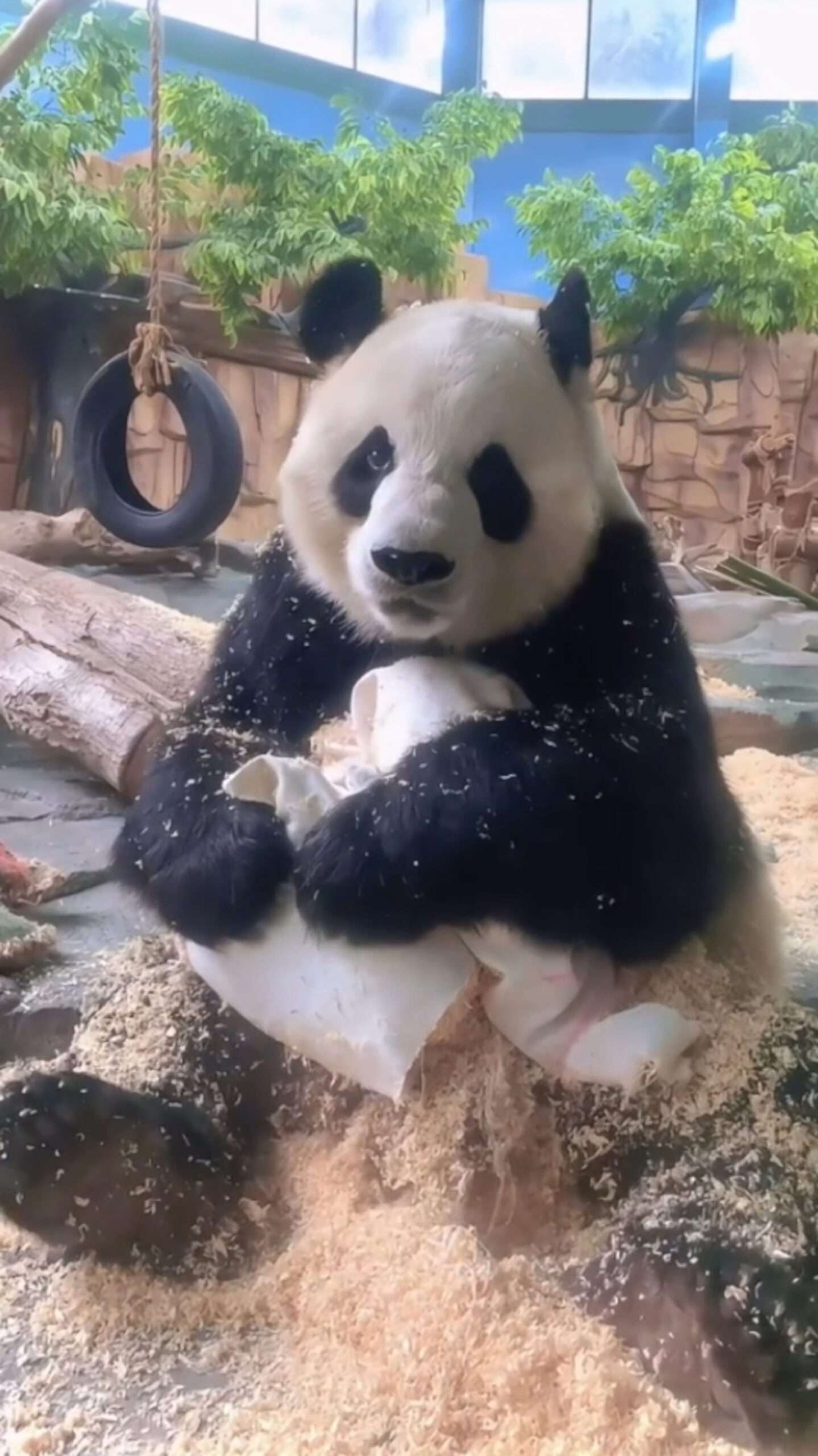 Read more about the article Giant Panda Giving Zookeeper Puppy-Eyes After Tearing Pillow Apart