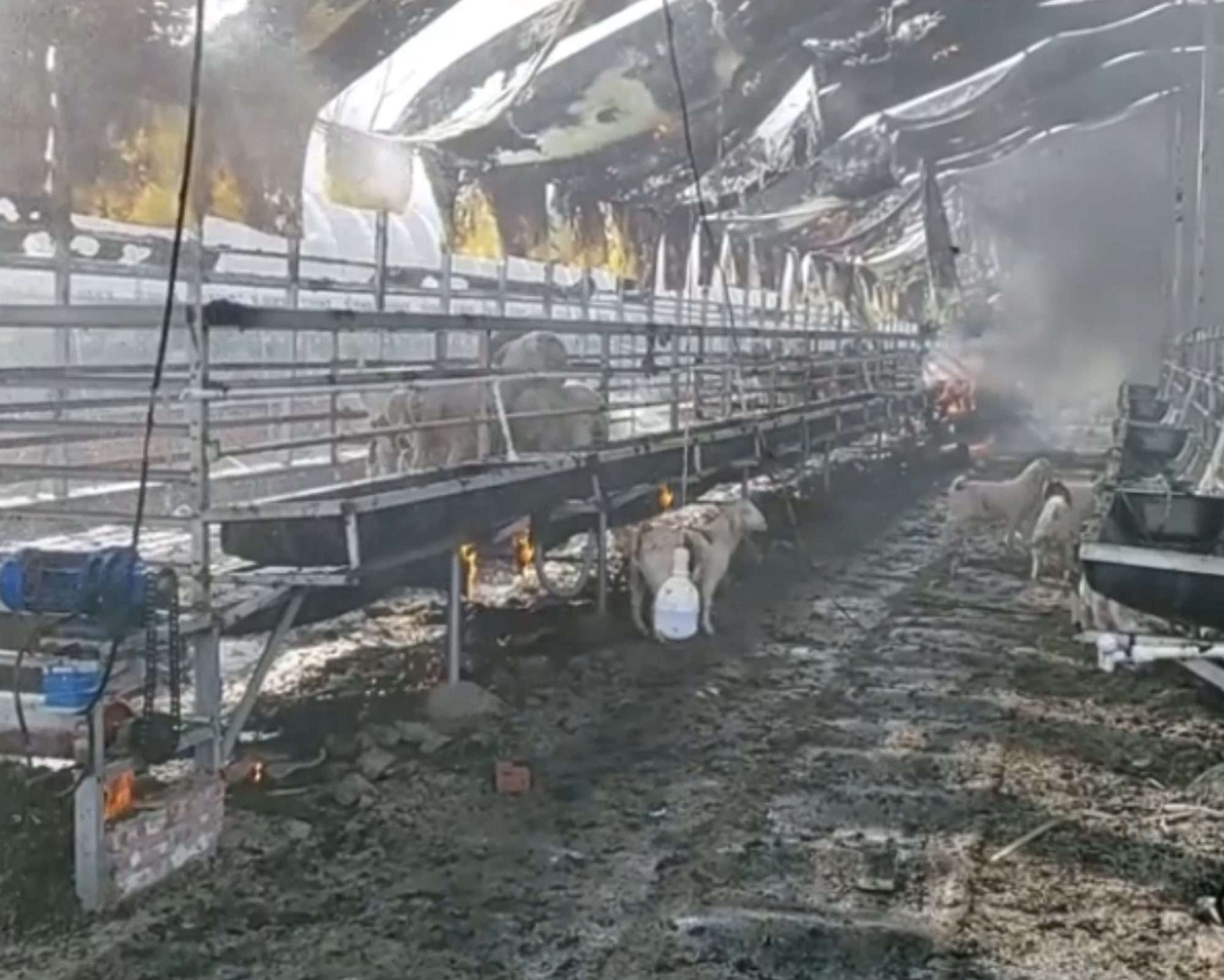 Read more about the article Hundreds Of Sheep Narrowly Escape Becoming Grilled Meal After Sheep Pen Suddenly Catches Fire