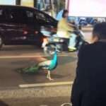 Peacock Blocks Traffic As It Casually Walks Along Busy Road While Stunned…