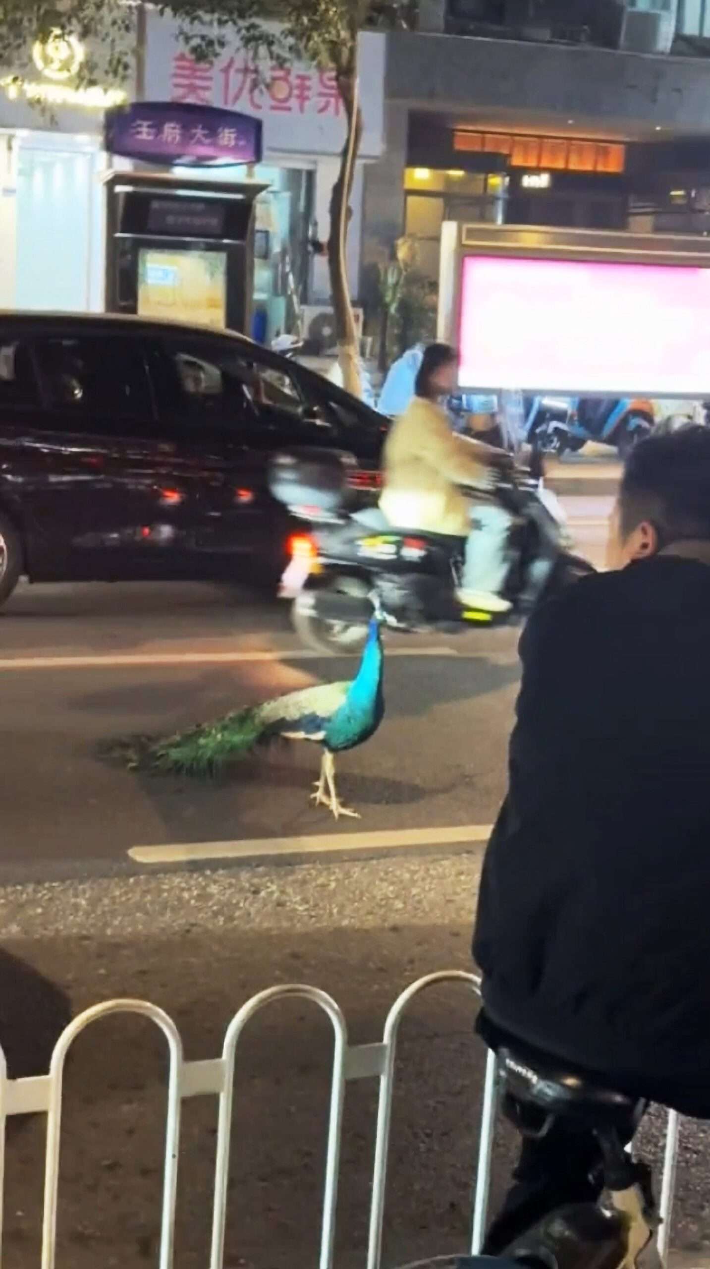 Read more about the article Peacock Blocks Traffic As It Casually Walks Along Busy Road While Stunned Bypassers Watch