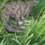 Crocodile Frightens Villagers After Wandering Onto Farm