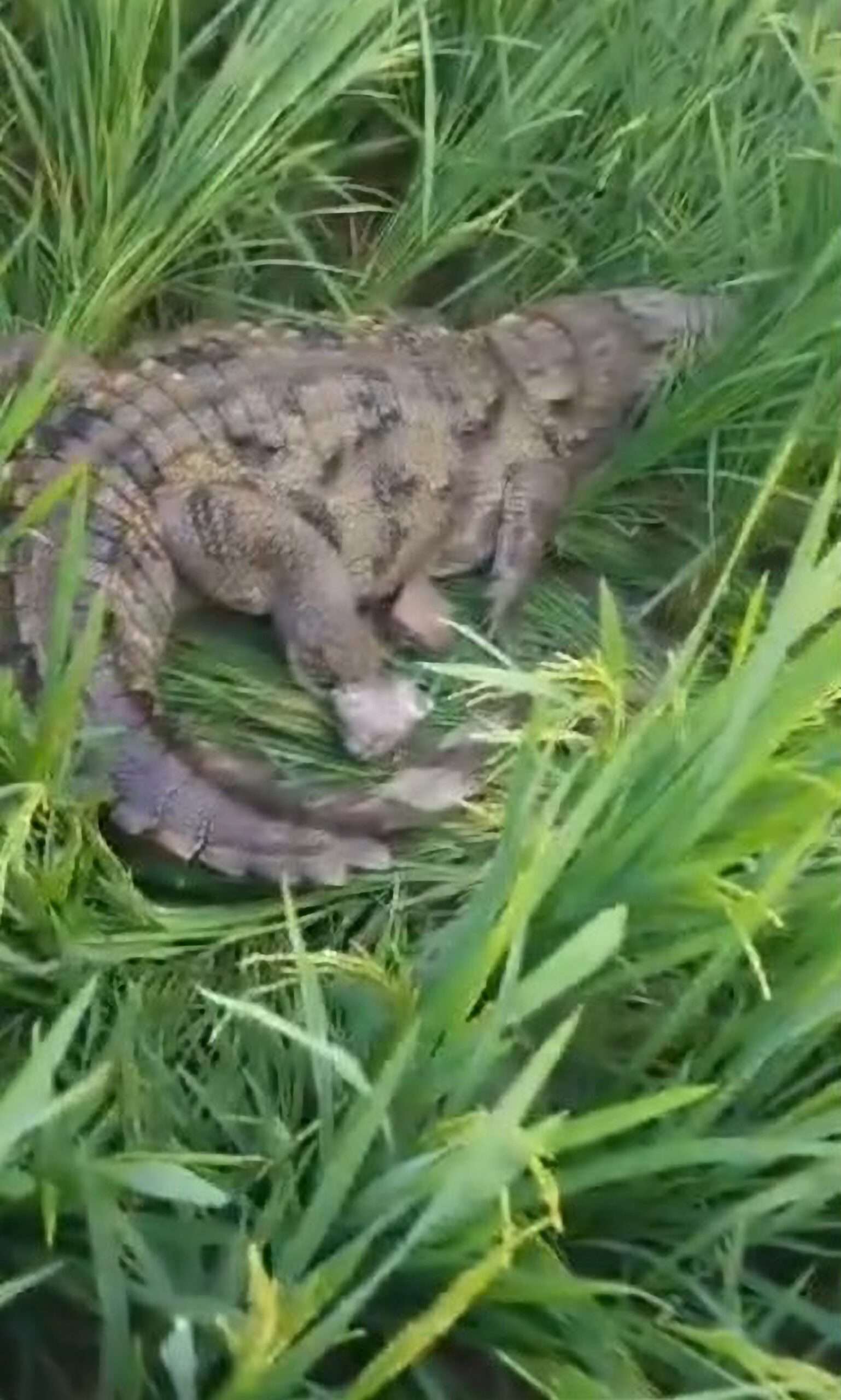 Read more about the article Crocodile Frightens Villagers After Wandering Onto Farm