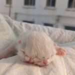 Extremely Rare Two-Headed Kitten Born To Stunned Cat Owner And Beats Survival…