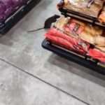 Cat Sized Rat Ignores Supermarket Customers While Checking Out Bread Counter