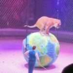 Circus Tigers Shows Exactly What It Thinks Of USA