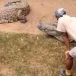 Shocking Moment Crocodile Suddenly Attacks Keeper In South Africa
