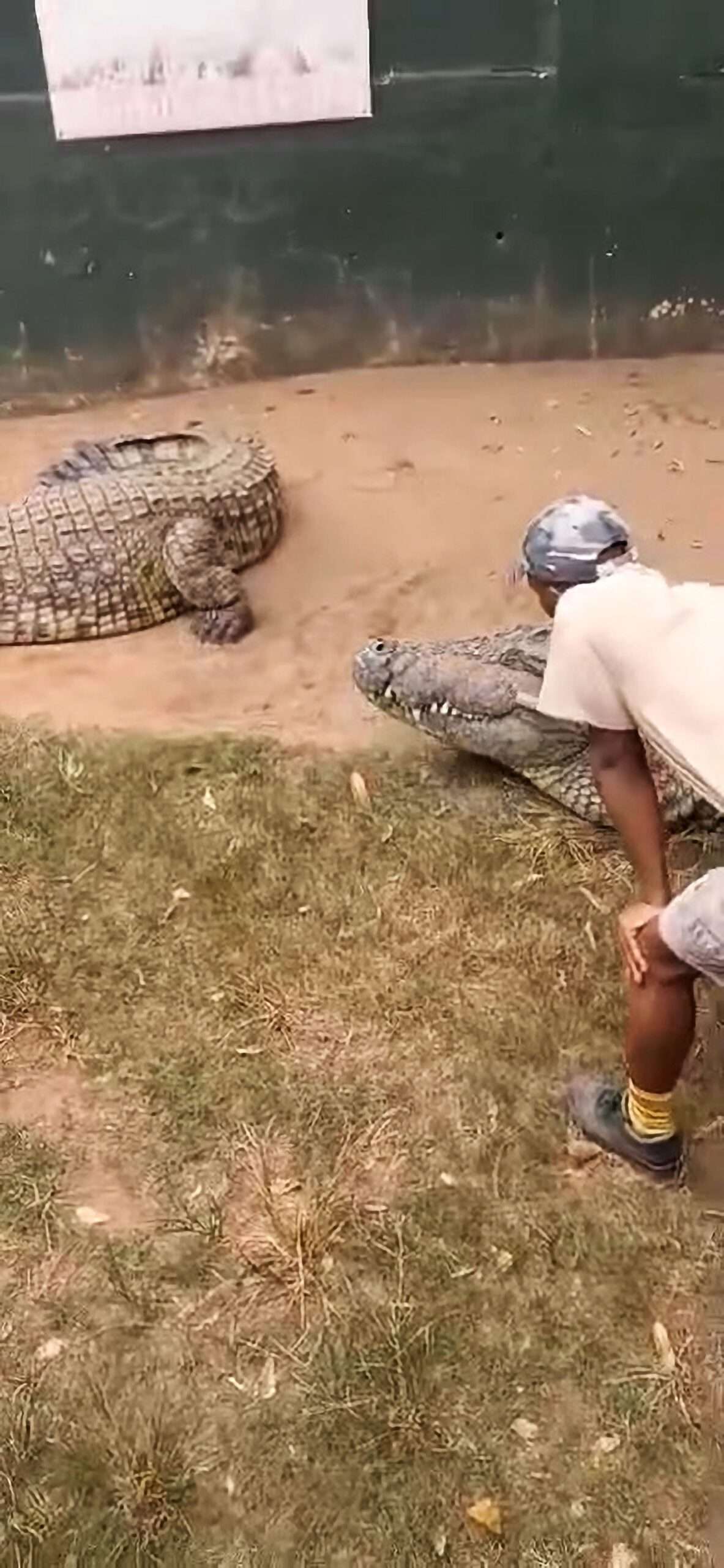 Read more about the article Shocking Moment Crocodile Suddenly Attacks Keeper In South Africa