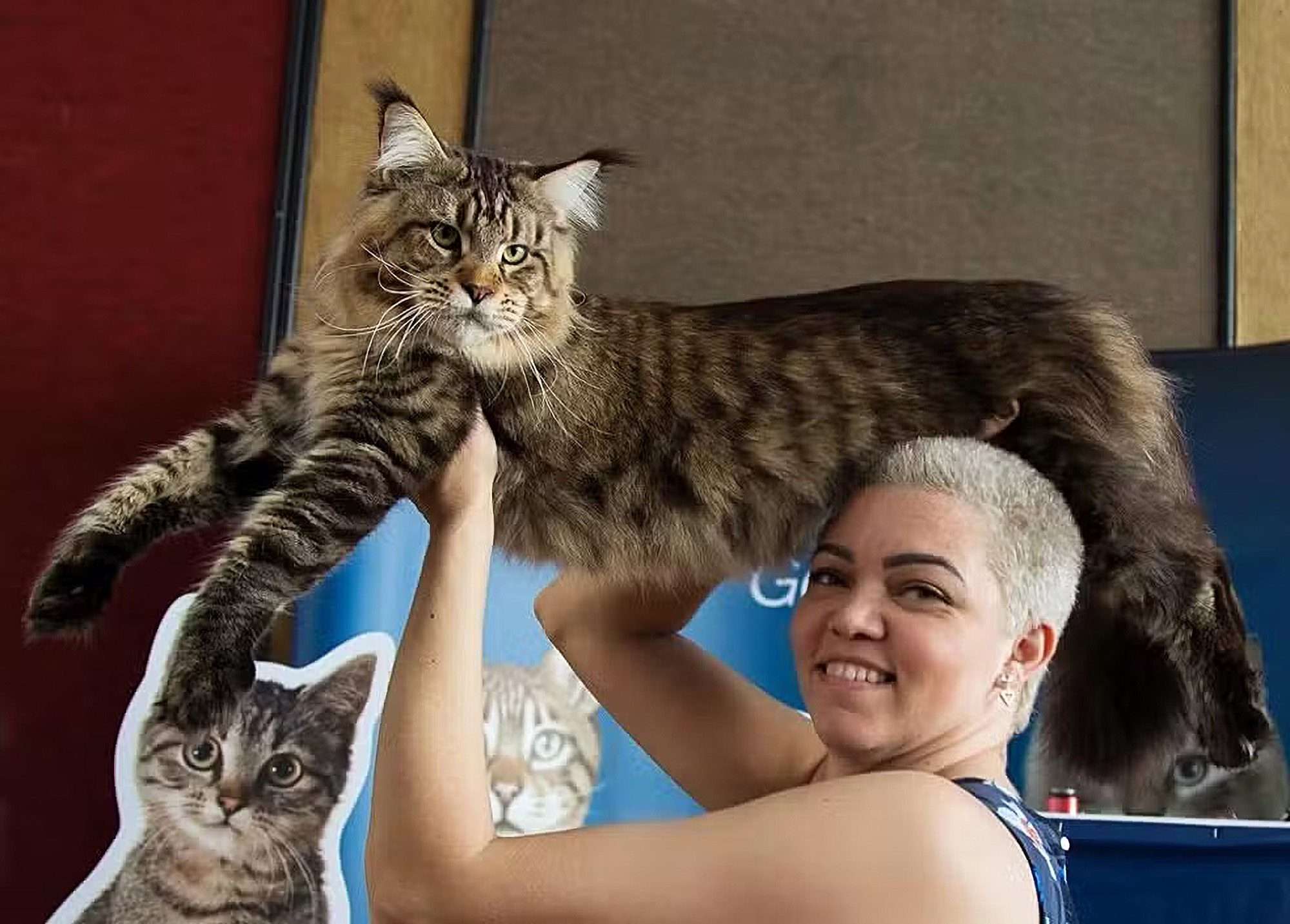 Read more about the article Huge Brazilian Puss In Bid To Be Crowned World’s Biggest