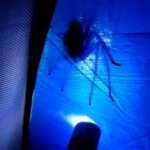 Torch Lit Up Huge Spider Crawling Across Tent