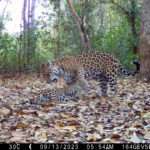 Researchers Touched By Rare Videos Of Jaguar Breastfeeding Her Cubs