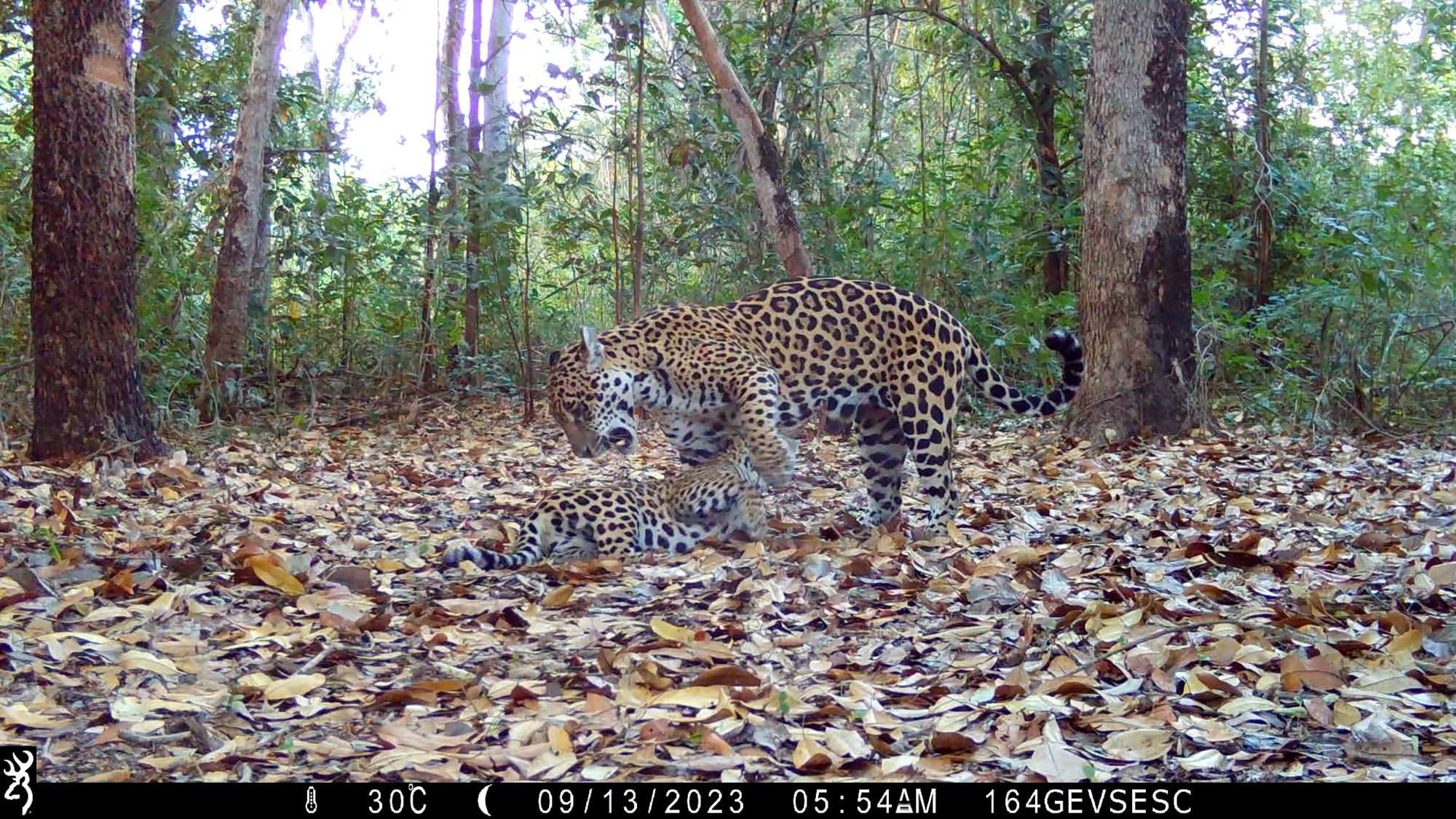 Read more about the article Researchers Touched By Rare Videos Of Jaguar Breastfeeding Her Cubs