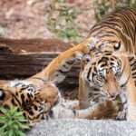 Adorable Clip Shows Critically Endangered Newborn Sumatran Tiger Cubs Cuddling Up With…